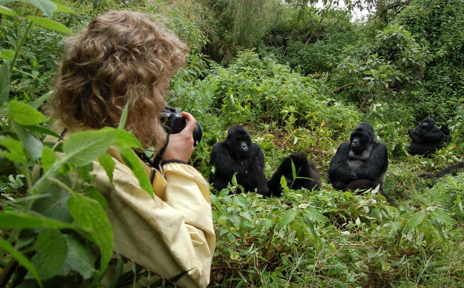 Woman with camera looks at a nearby group of mountain gorillas in a forest