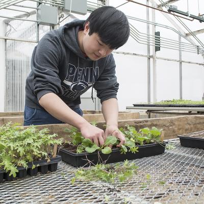 Student organizing plant starts at the Penn State student farm.