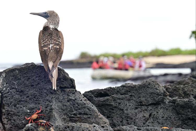 Blue-footed booby and crab on rock in foreground. Raft full of people on water in the background.